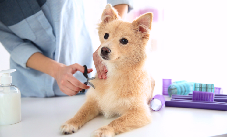 Cute dog with veterinarians in clinic Centre nearby home